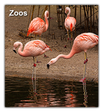 Zoos
